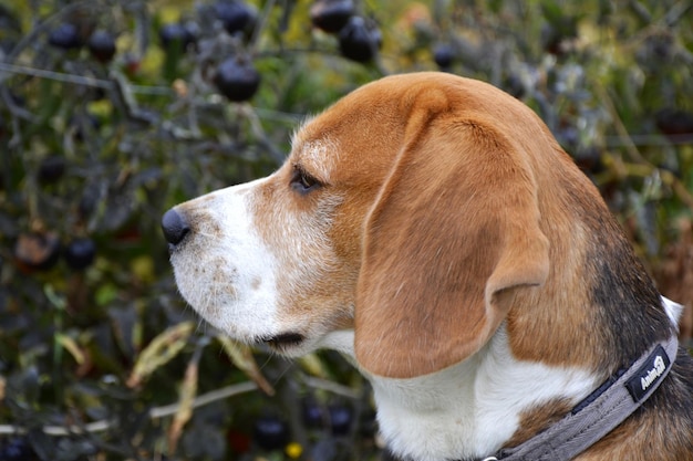 トマトを背景に庭で横顔のビーグル犬