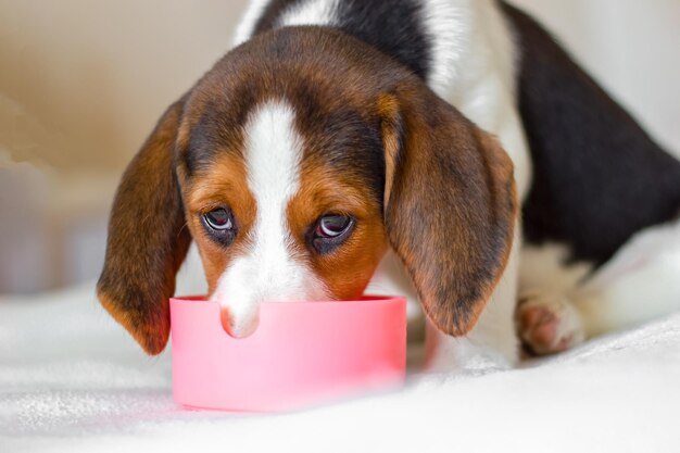 ビーグル犬の子犬がボウルから食べ物を食べる 視線はカメラに向けられている