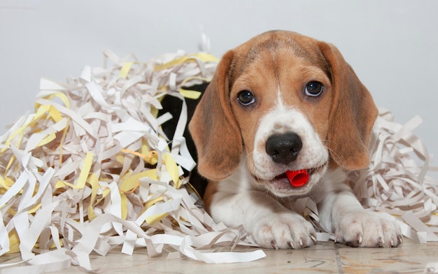 Beagle dog puppy tangled in confetti closeup