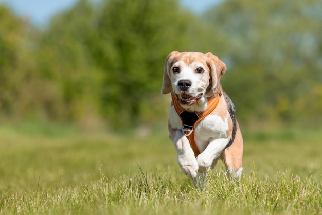 公園の草の上を走っているビーグル犬