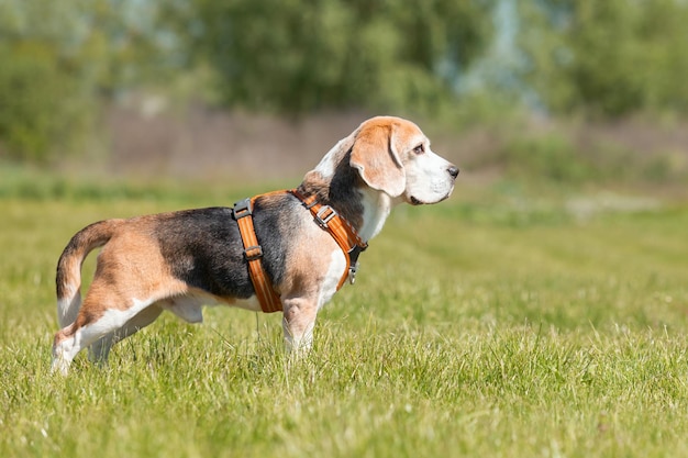 写真 公園の草の上を走っているビーグル犬