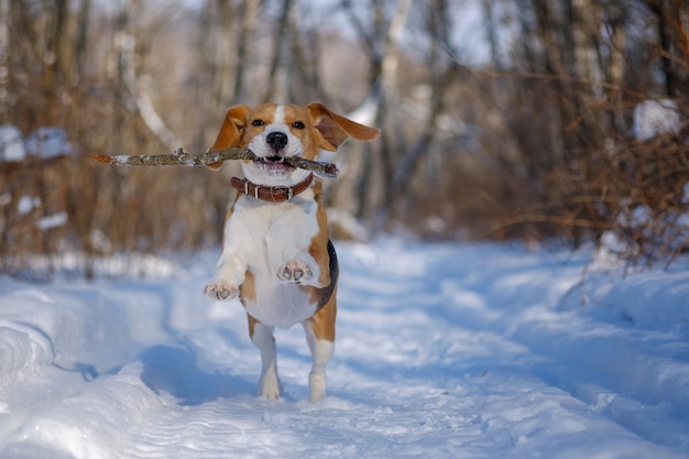 Бигль собака бегает и играет в зимнем лесу в солнечный морозный день