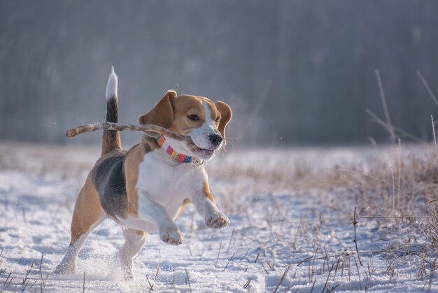 Il cane beagle corre e gioca nella foresta invernale in una soleggiata giornata gelida