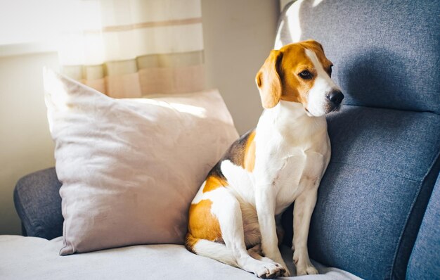 Beagle dog sit on the sofa in bright room