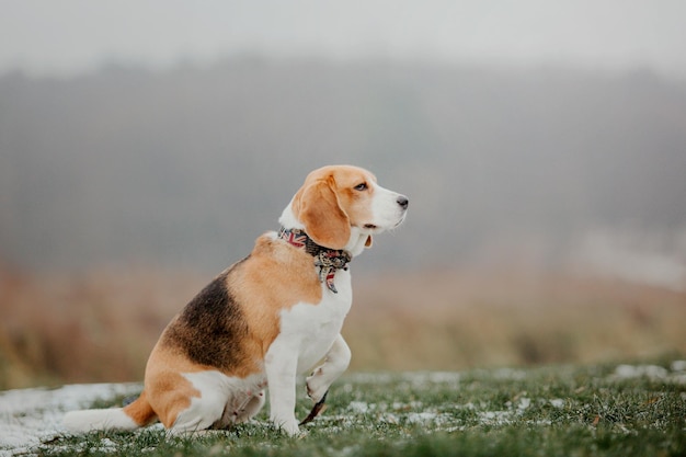 Photo a beagle dog sits in a field