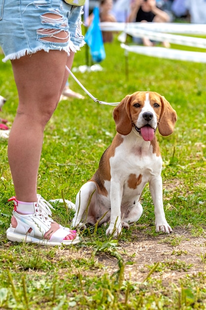 A beagle dog sits on the grass next to his mistress