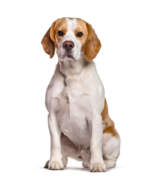 Beagle dog sitting against white background