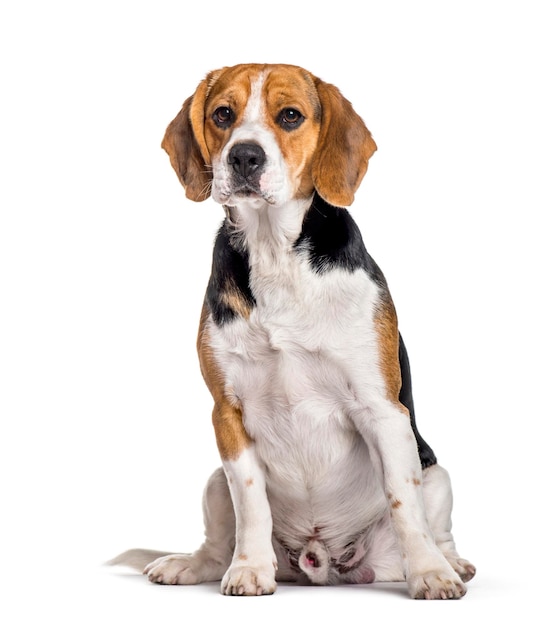 Beagle dog sitting against white background