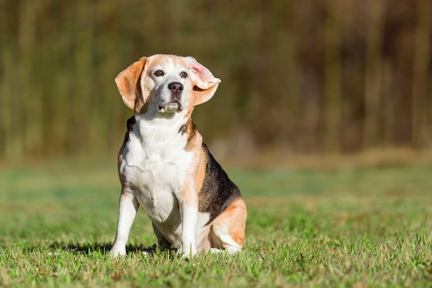 公園の草の上に座っているビーグル犬