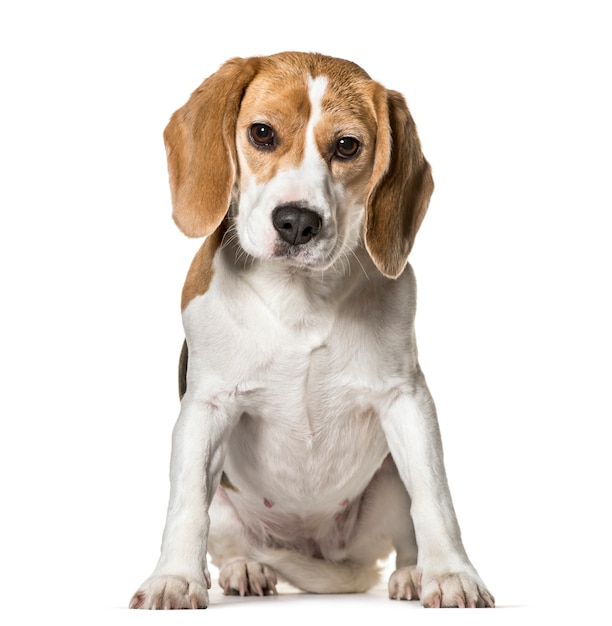 Beagle dog sitting