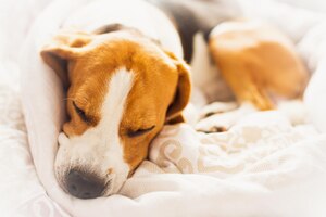 Beagle dog snuggled up and asleep in human bed