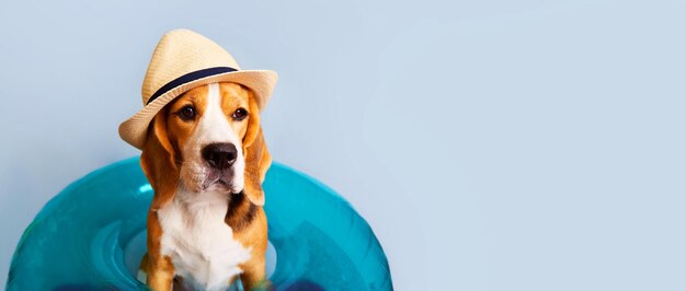 Photo a beagle dog in a straw hat and an inflatable swimming circle