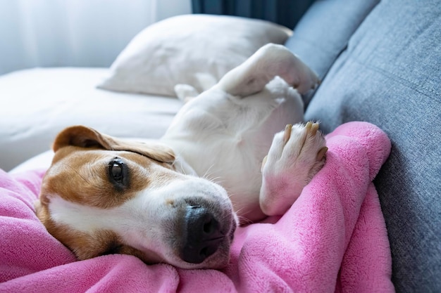 ピンクのベビーブランケットのソファで昼寝をしているビーグル犬