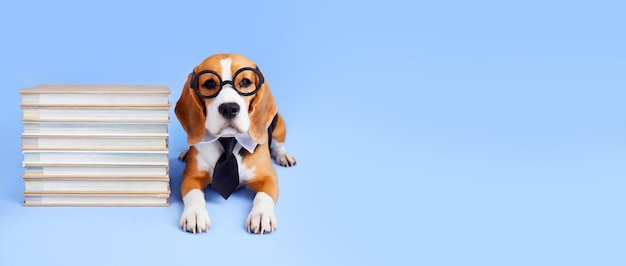 A beagle dog in a tie and glasses with a stack of books on a blue isolated background the concept of education back to school banner