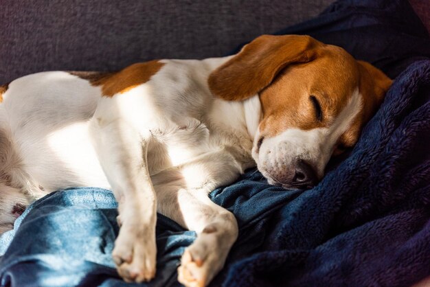 疲れたビーグル犬が太陽の光でソファで眠る