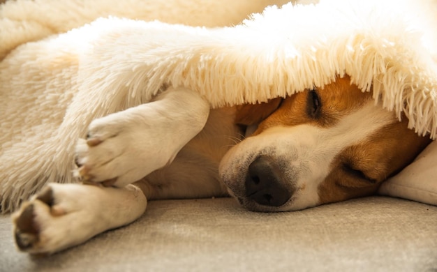 Photo beagle dog tired sleeps on a cozy sofa couch under fluffy blanket dog at home concept