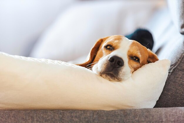 Beagle dog tired sleeps on a cozy sofa