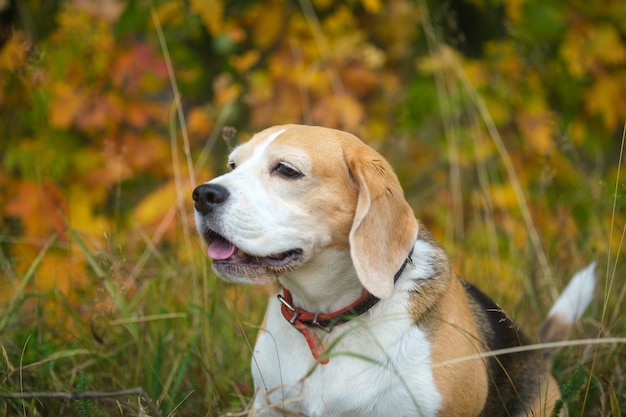 Un cane beagle durante una passeggiata in un parco autunnale sullo sfondo del fogliame giallo