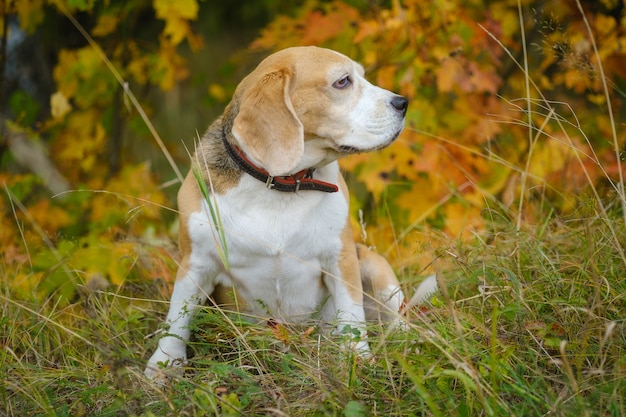 Un cane beagle durante una passeggiata in un parco autunnale sullo sfondo del fogliame giallo