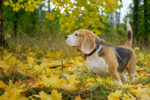 Un cane beagle durante una passeggiata in un parco autunnale sullo sfondo del fogliame giallo