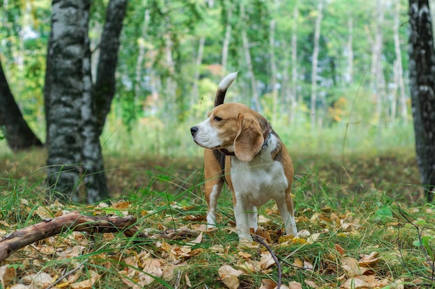 紅葉のある紅葉公園を散歩するビーグル犬