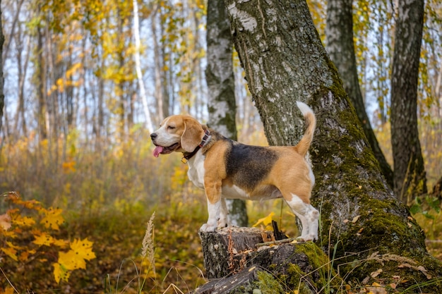 Beagle dog on a walk in the autumn Park