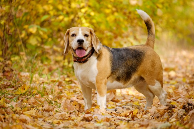 秋の公園を散歩するビーグル犬