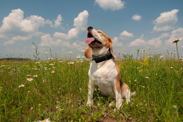 Beagle dog on a walk on a hot summer day on a green meadow with blooming daisies