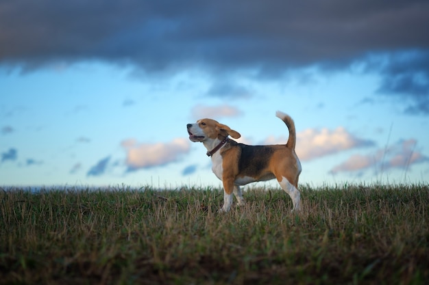 Beagle dog on a walk in the spring evening at sunset