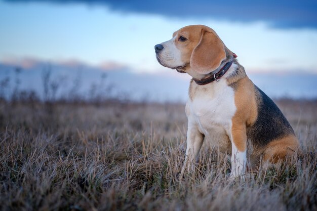 Beagle dog during a walk on a spring evening
