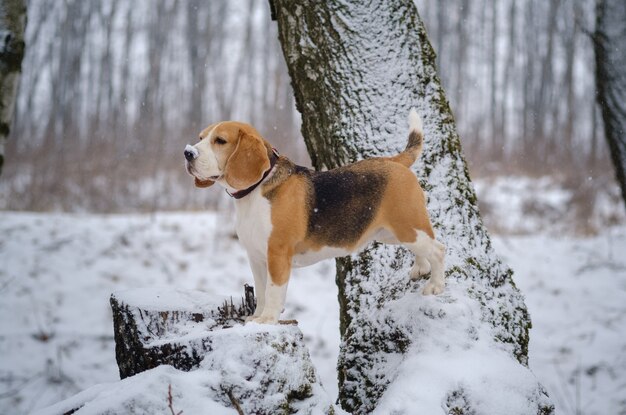 降雪時にウィンターパークを散歩するビーグル犬