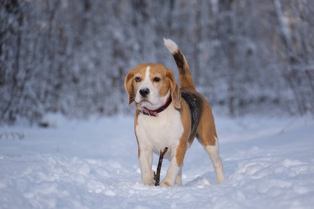 Beagle dog on a walk in a winter Park during a snowfall