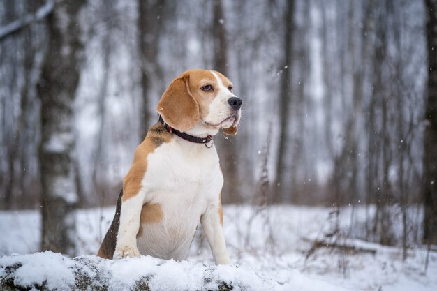 降雪時にウィンターパークを散歩するビーグル犬