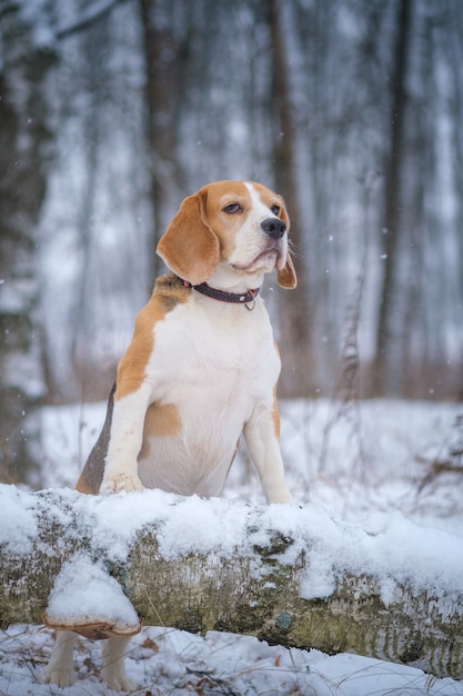 Beagle dog on a walk in a winter Park during a snowfall