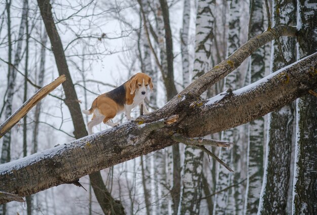 Beagle dog on a walk in a winter Park during a snowfall