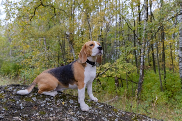 Beagle dog for a walk in the woods