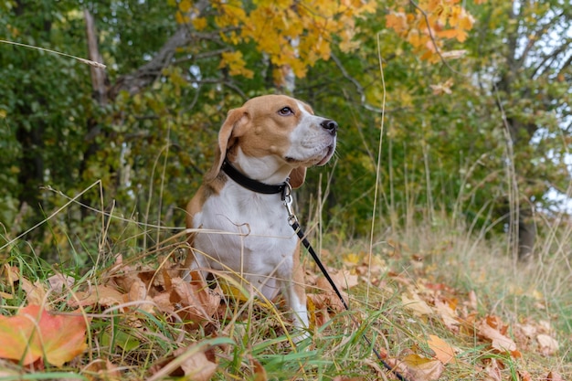 Beagle dog for a walk in the woods