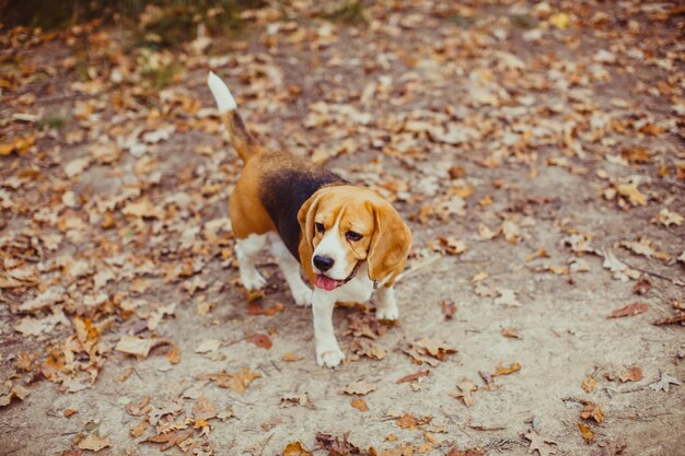 Cane beagle che cammina nella foresta autunnale