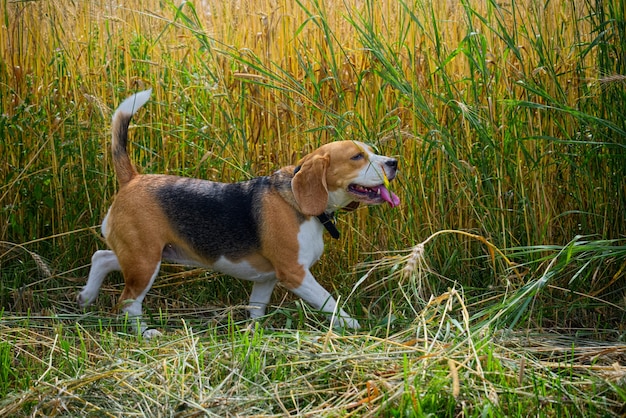 黄金の麦畑を歩くビーグル犬