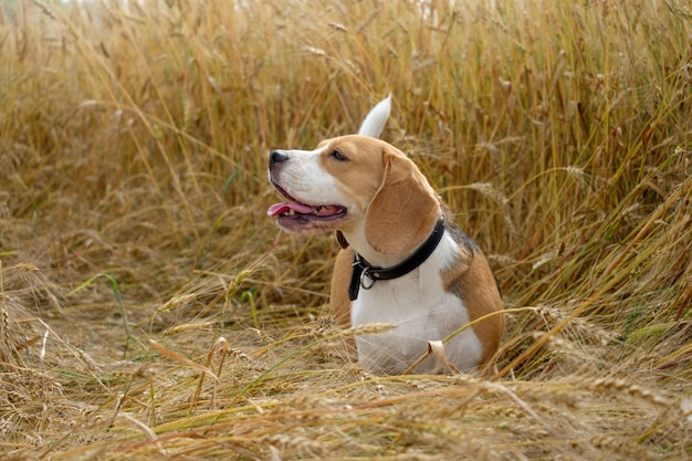 Собака Бигль гуляет по золотому пшеничному полю