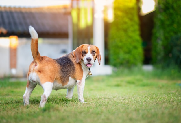 ビーグル犬の緑の芝生の上を歩く