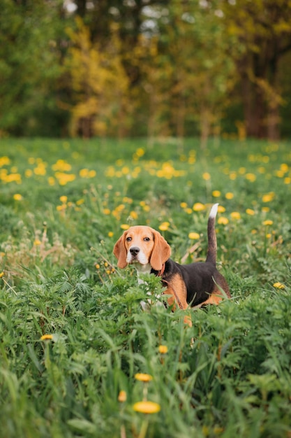 Beagle dog walking outdoors in summer