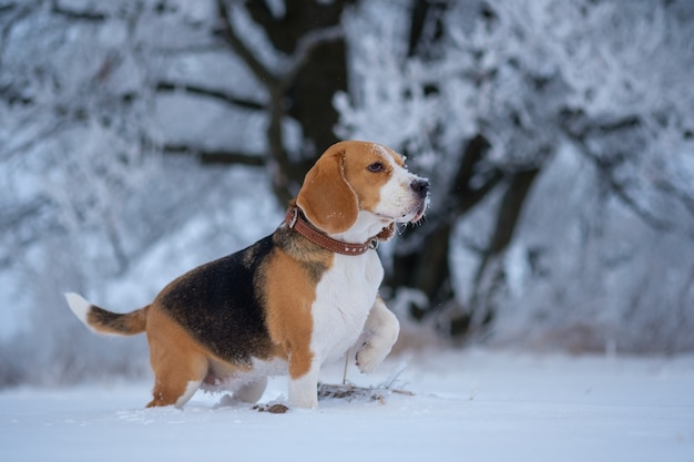 Beagle dog walking in snowy winter forest at Sunny winter day