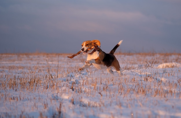 Beagle dog walking in the winter evening sunset