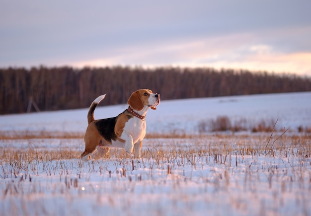 Beagle dog walking in the winter evening sunset