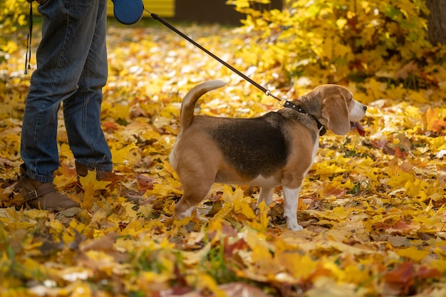 Beagle dog walks with his mistress on a leash