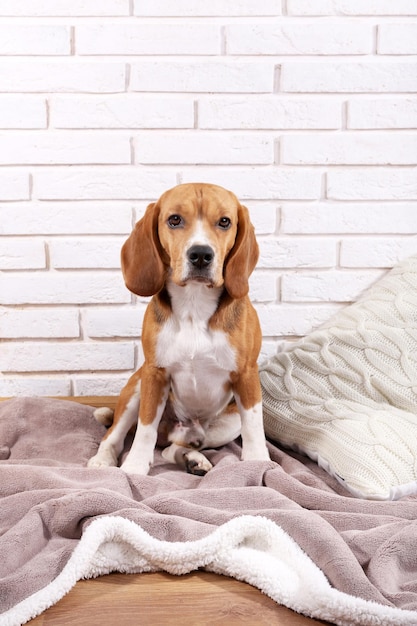 壁の背景にビーグル犬