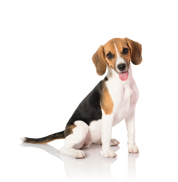 Beagle dog on white