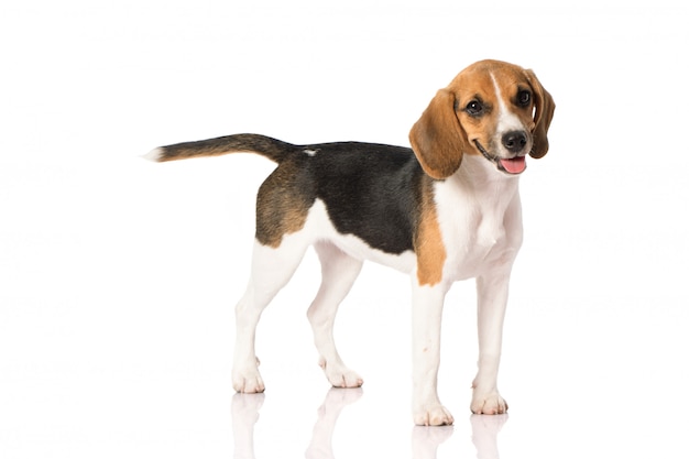 Beagle dog on white