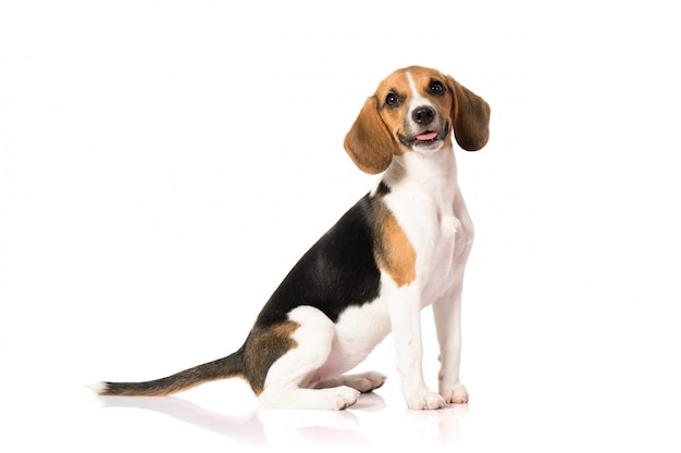 Beagle dog on white